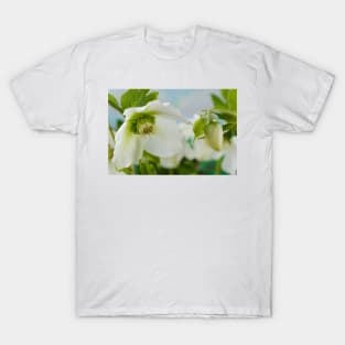 Helleborus x hybridus  &#39;Pretty Ellen White&#39;  Hellebore T-Shirt